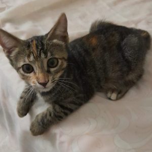 Tres gatitos en adopción - Surveco