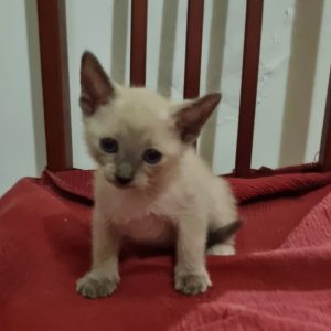 Cuatro gatitos en adopción - Surveco
