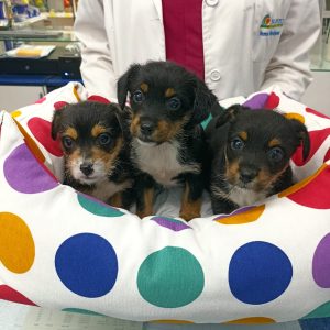 3 PERRITAS EN ADOPCION RESPONSABLE - Surveco 3 PERRITAS EN ADOPCION RESPONSABLE - Surveco