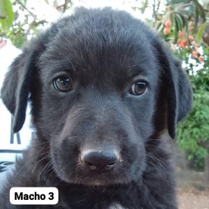 7 PERRITOS EN ADOPCION - Surveco 7 PERRITOS EN ADOPCION - Surveco
