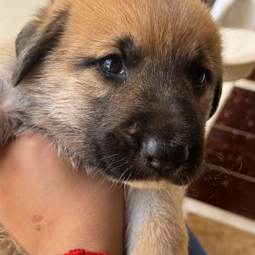 2 PERRITAS CRUCE MASTIN/P. ALEMAN BUSCAN ADOPCION - Surveco