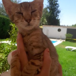 4 GATITAS EN ADOPCION - Surveco 4 GATITAS EN ADOPCION - Surveco